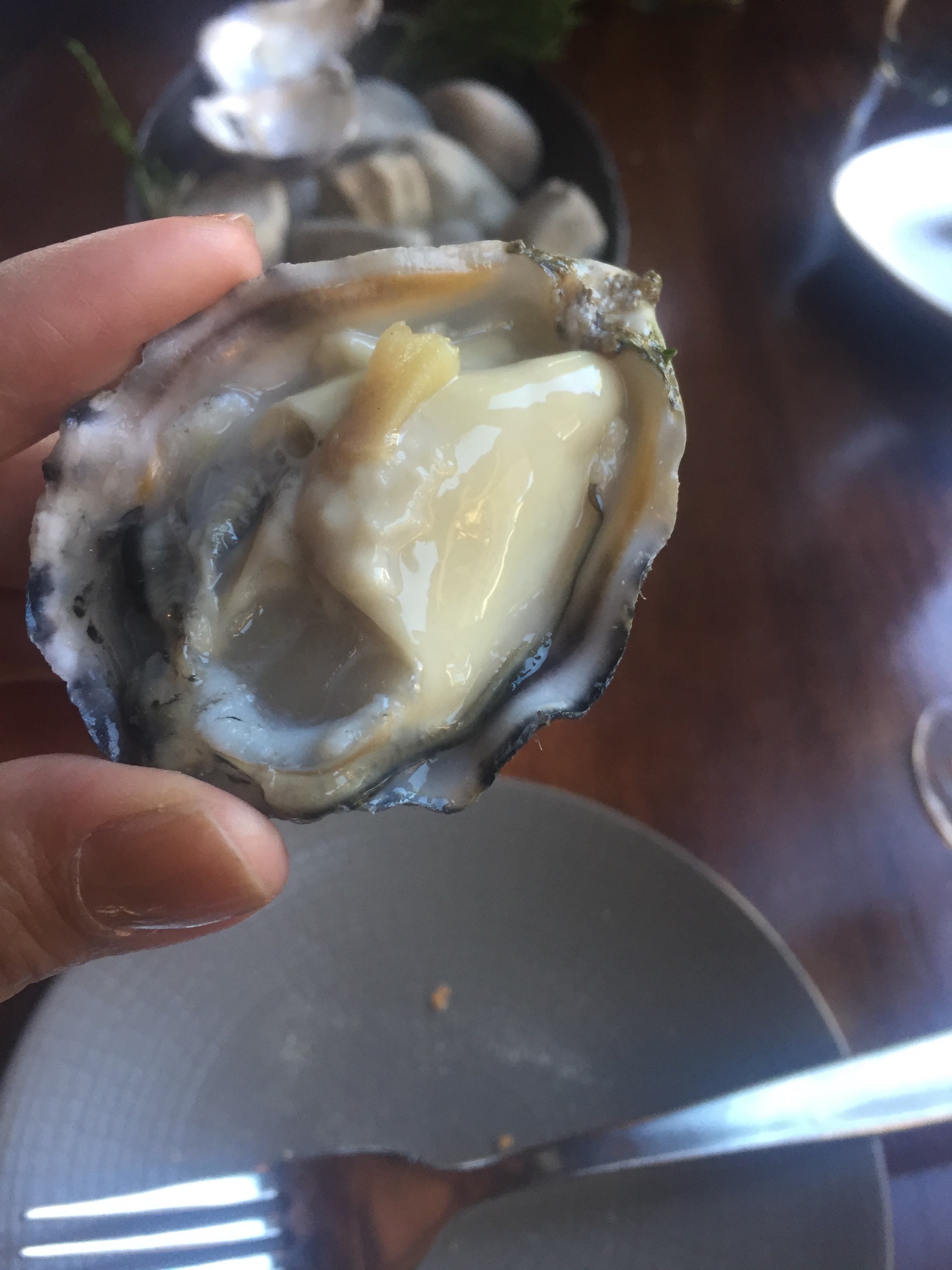 Oyster 2